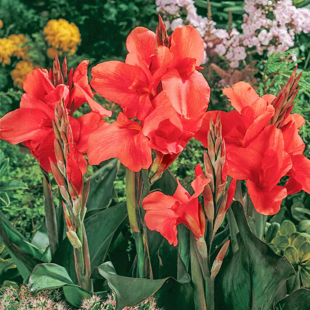 Giant Canna City of Portland