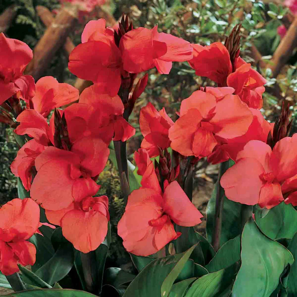 Giant Canna City of Portland - Image 2