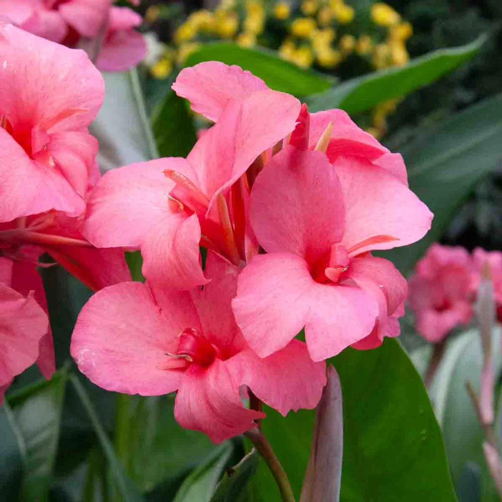 Giant Canna City of Portland - Image 3
