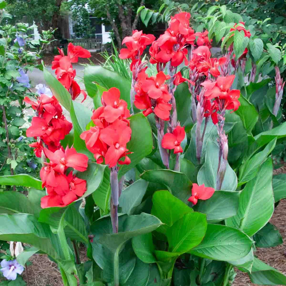 Giant Canna City of Portland - Image 4