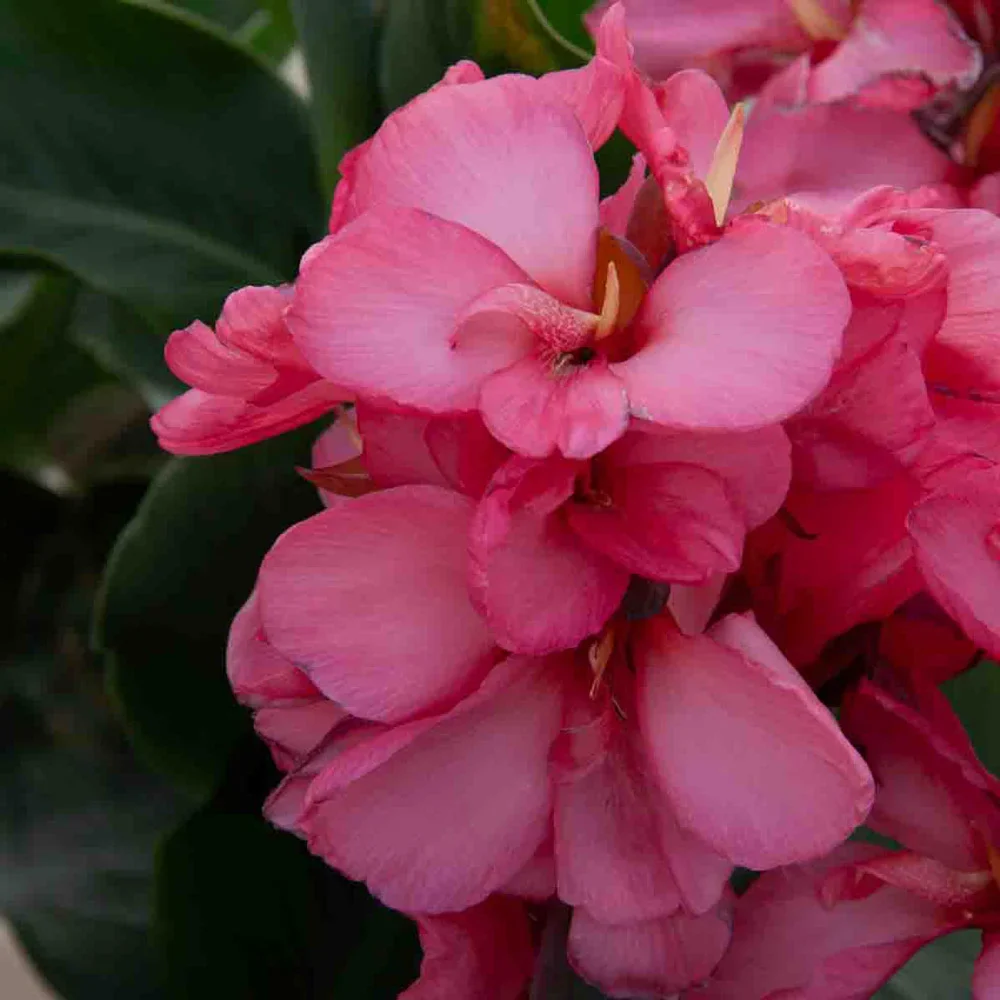 Giant Canna City of Portland - Image 5