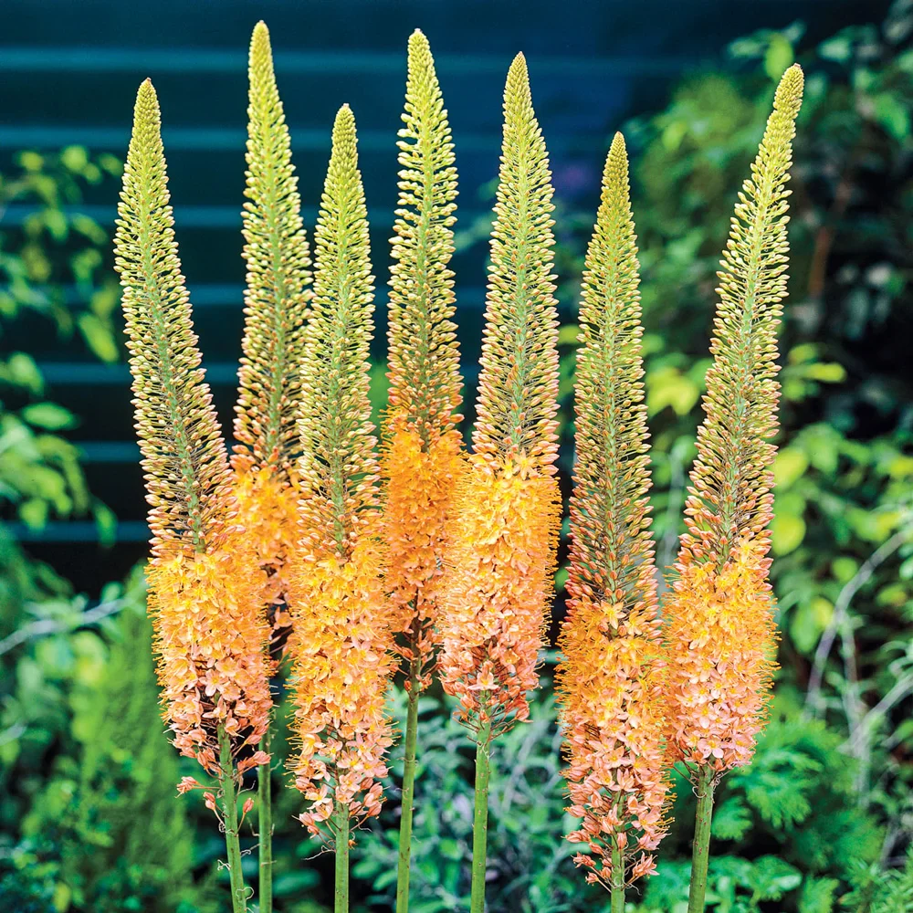 Eremurus Cleopatra - Image 2