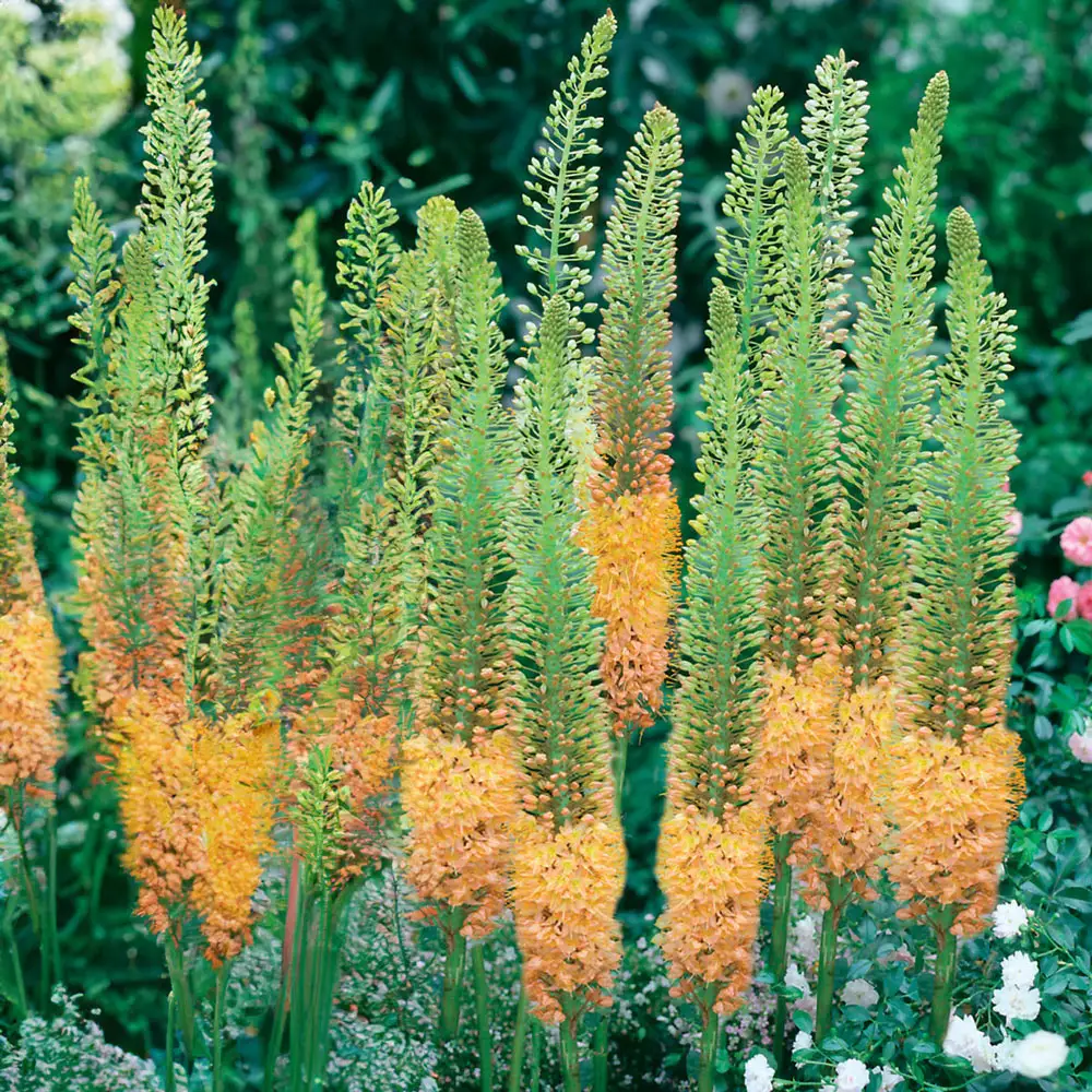 Eremurus Cleopatra - Image 3