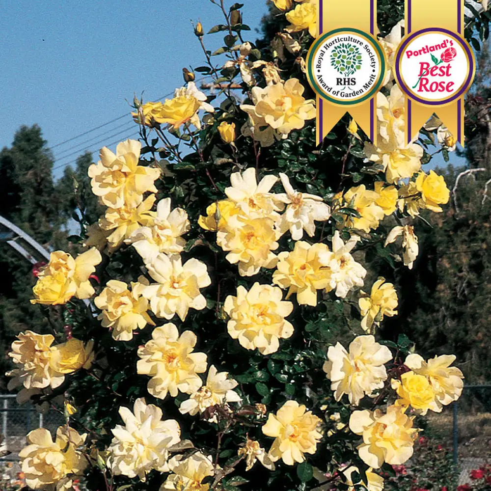Climbing Rose Golden Showers