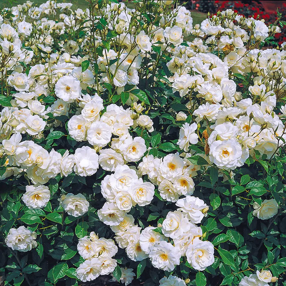 Iceberg Climbing Rose - Image 3