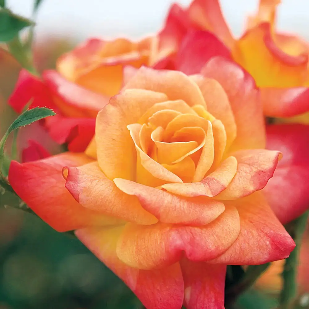 Climbing Rose Joseph's Coat - Image 3