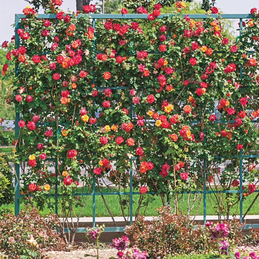 Climbing Rose Joseph's Coat - Image 4