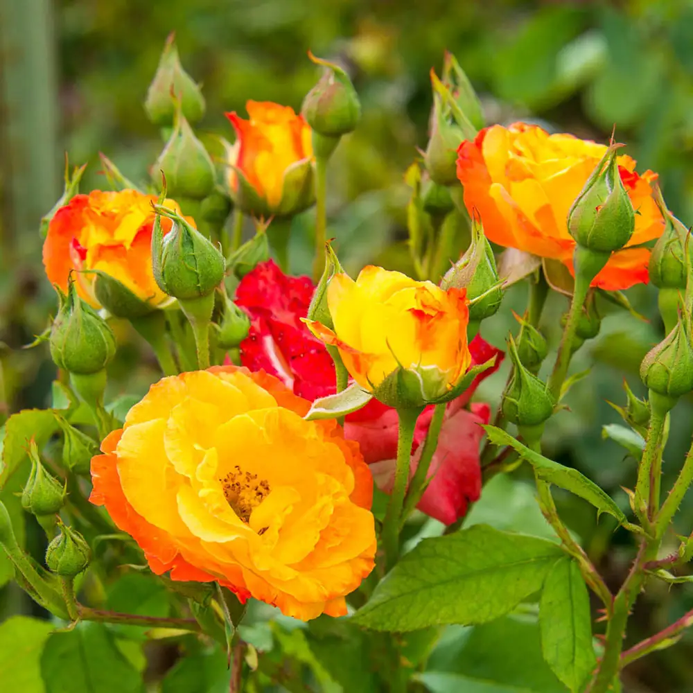 Climbing Rose Joseph's Coat - Image 5
