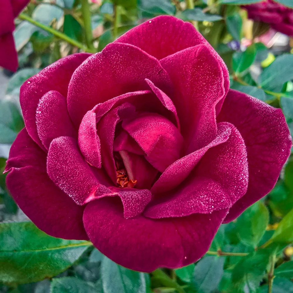 Coffee Bean™ Patio Rose - Image 3