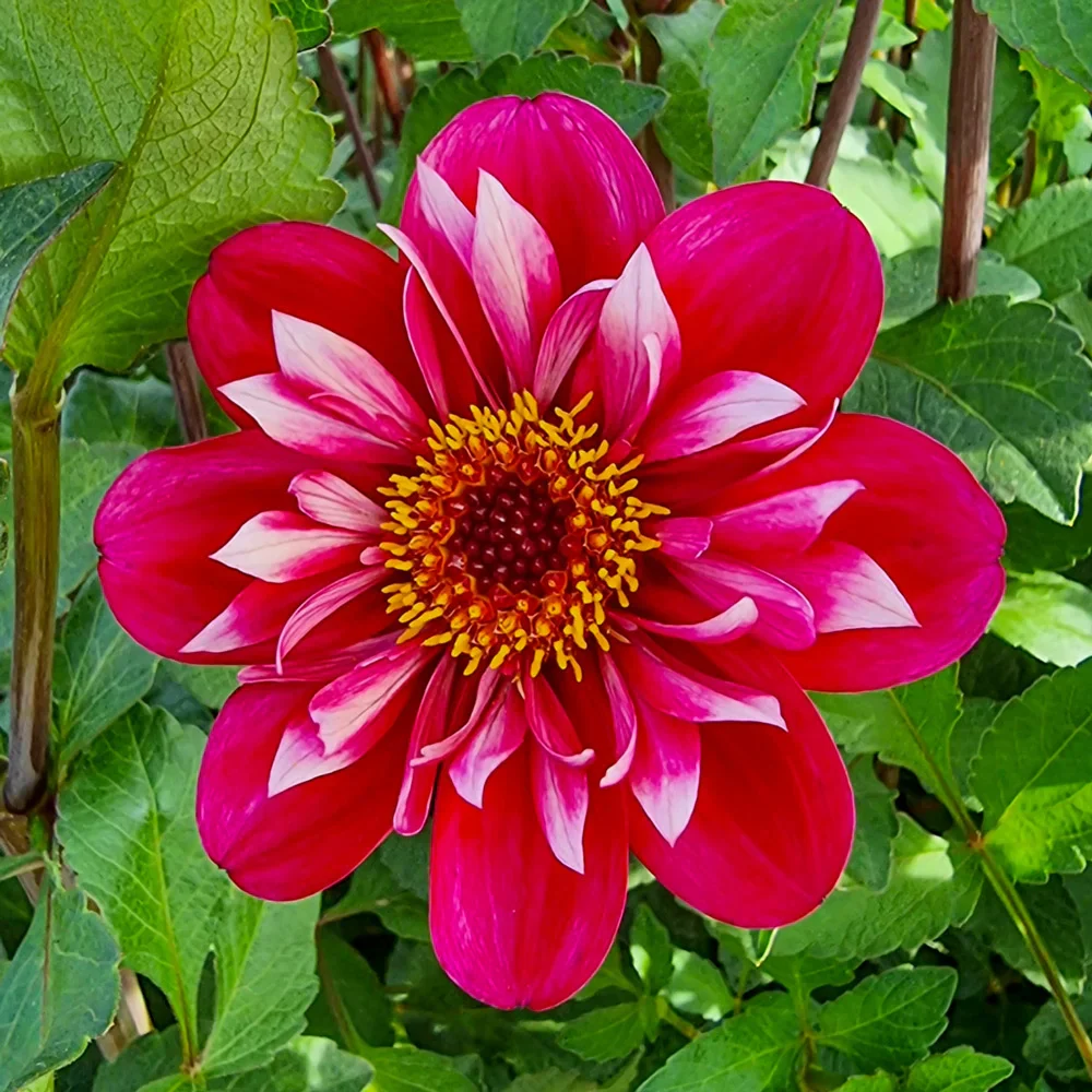 Collarette Dahlia Hootenanny Swan Island - Image 2