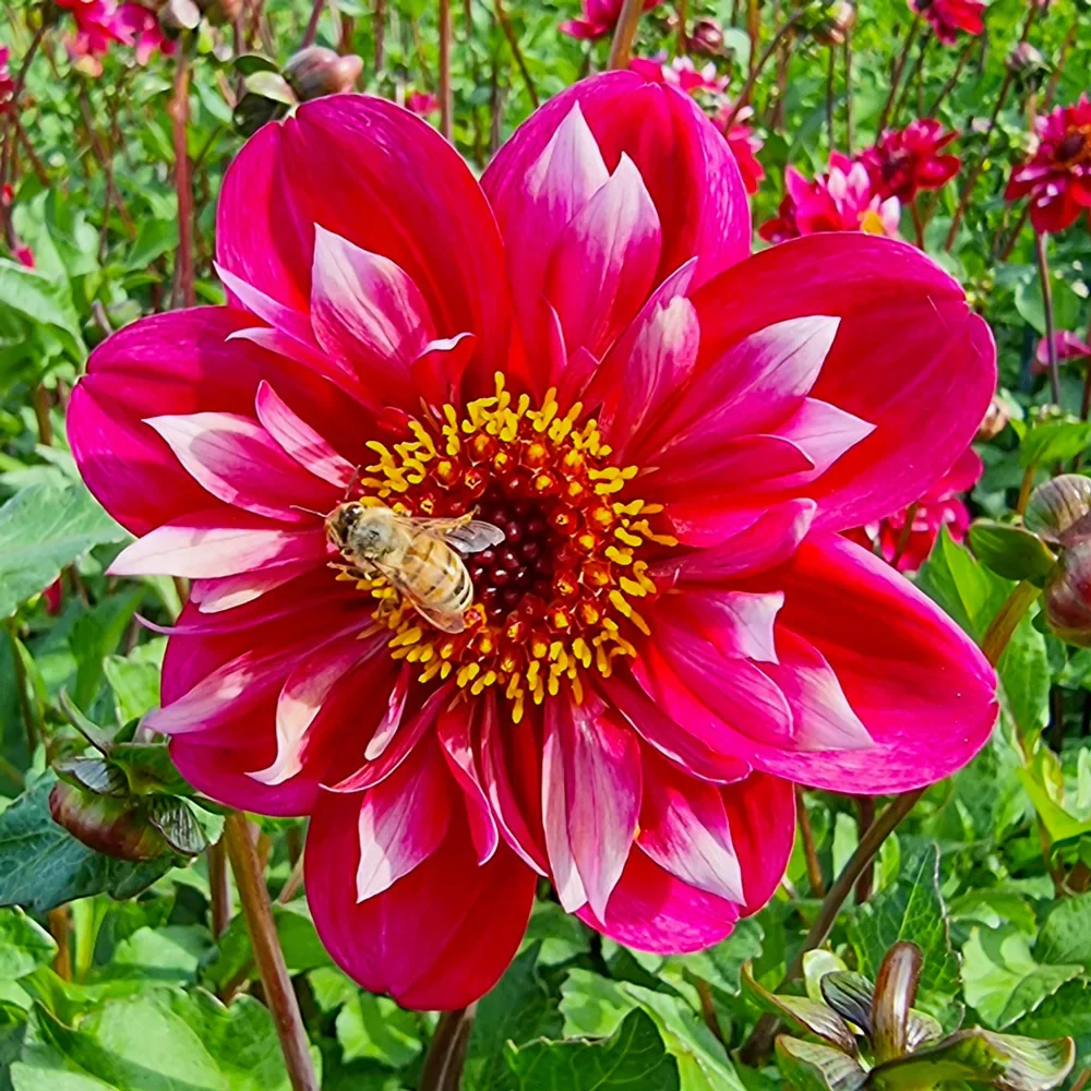 Collarette Dahlia Hootenanny Swan Island - Image 3