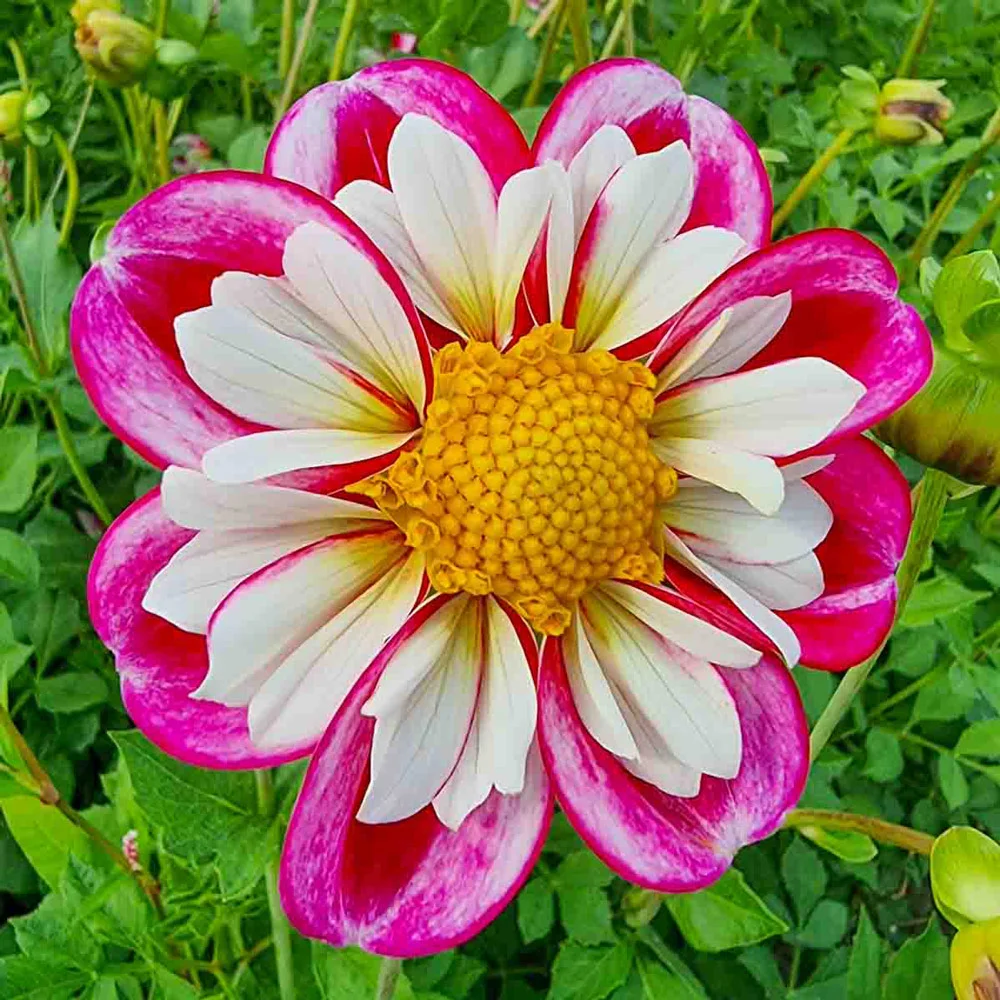 Collerette Dahlia Bumble Rumble - Image 3