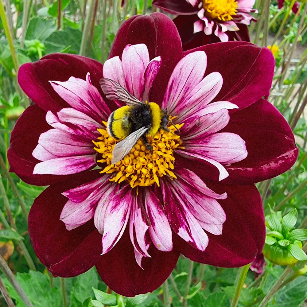 Collerette Dahlia Joyful Investment