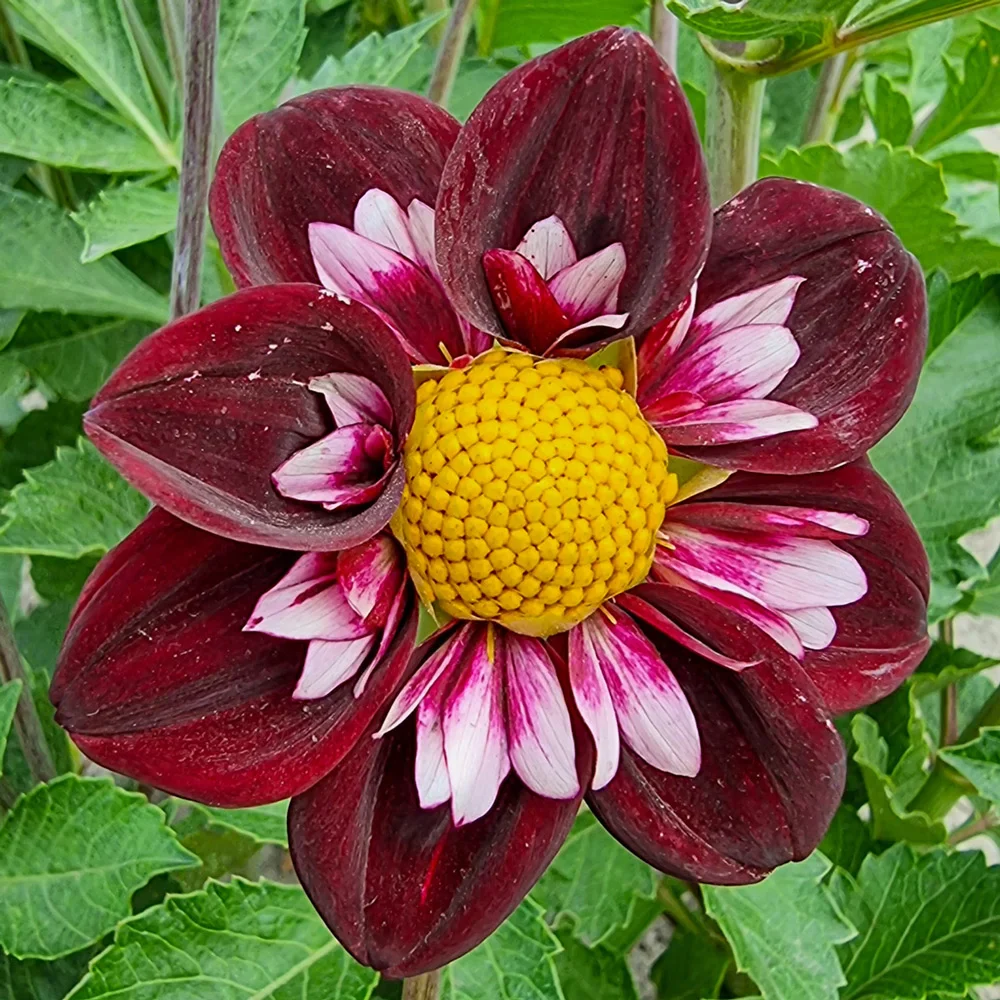 Collerette Dahlia Joyful Investment - Image 2
