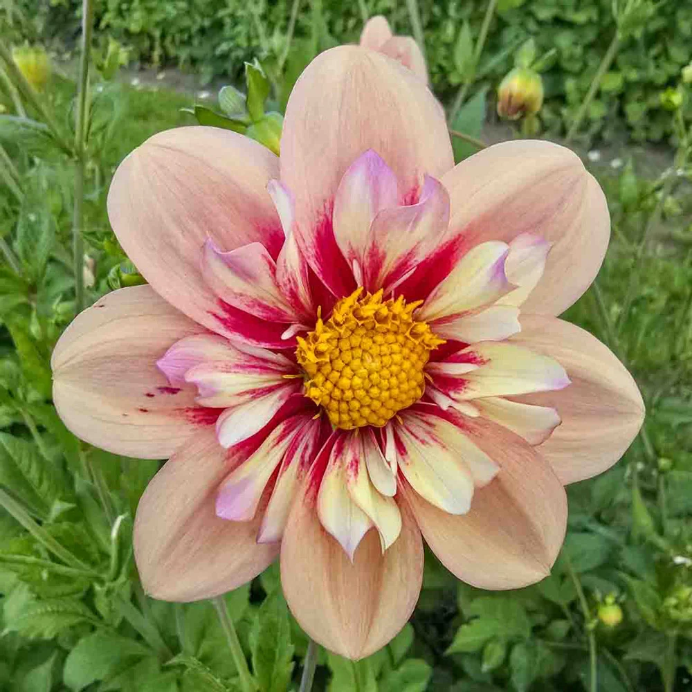 Collerette Dahlia Rhubarb and Custard - Image 2