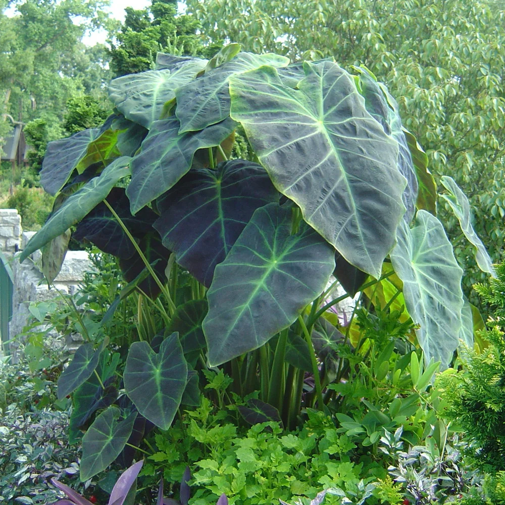 Elephant Ear antiquorum Illustris
