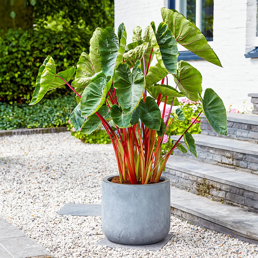Elephant Ear esculenta Hawaiian Punch