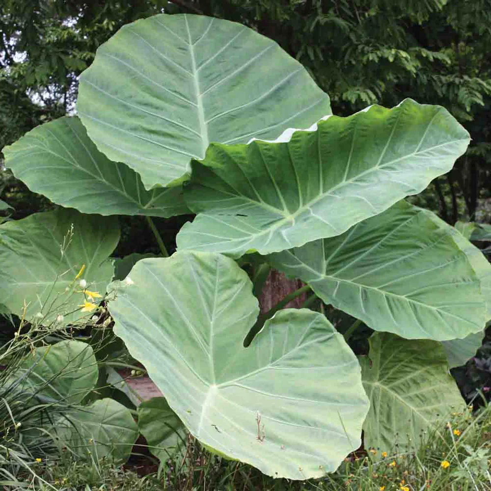 Elephant Ear gigantea Thailand Giant - Image 2