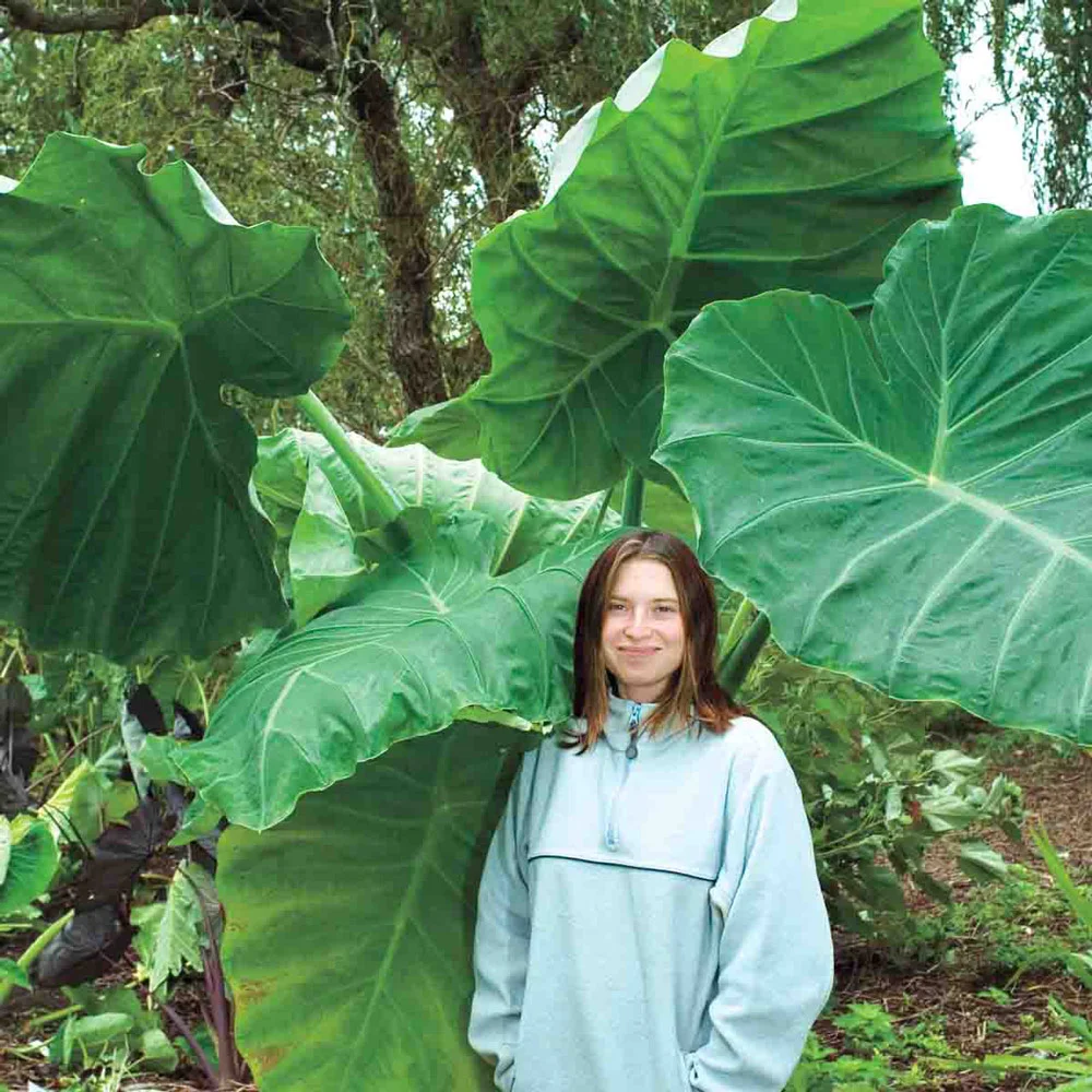 Elephant Ear gigantea Thailand Giant - Image 3