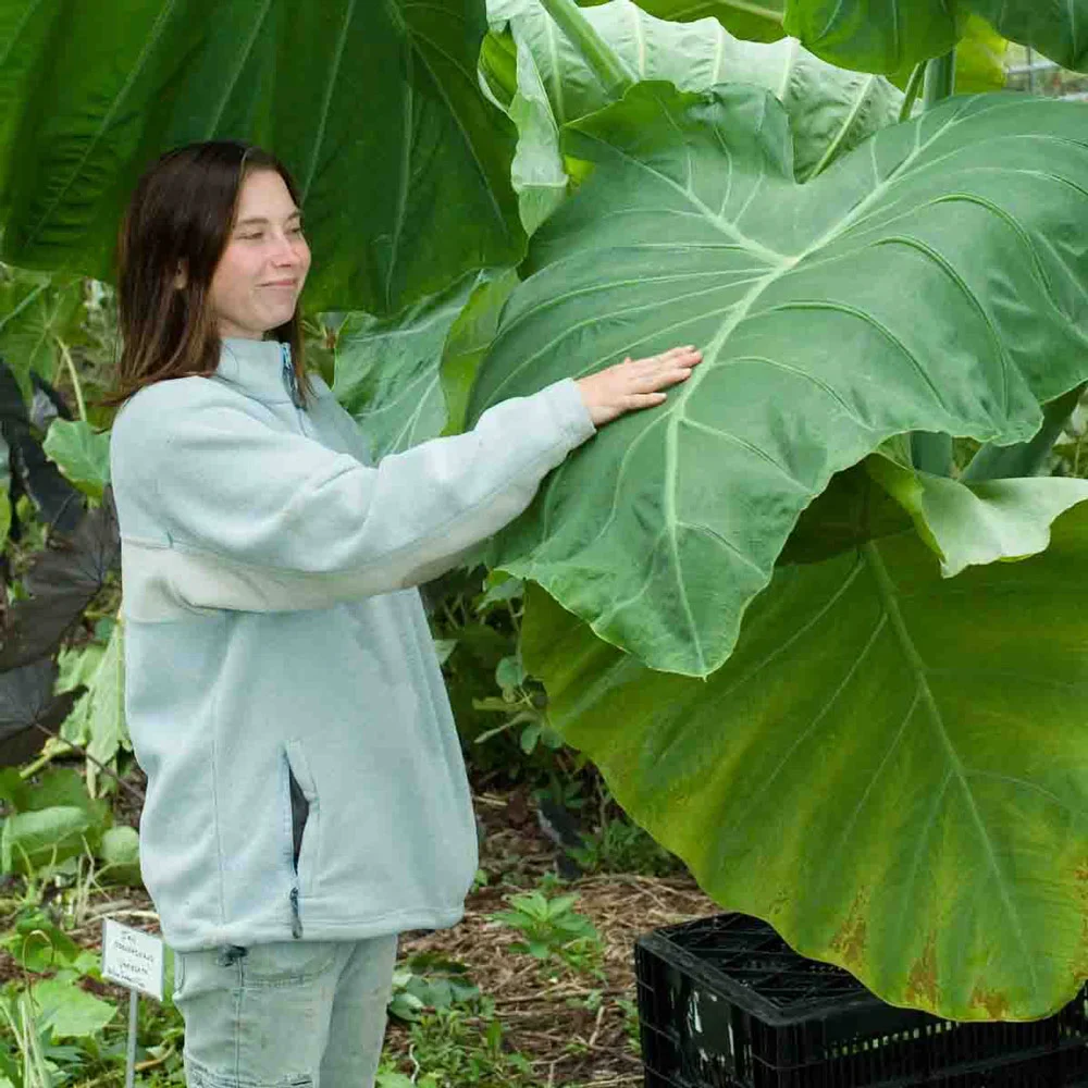 Elephant Ear gigantea Thailand Giant - Image 4