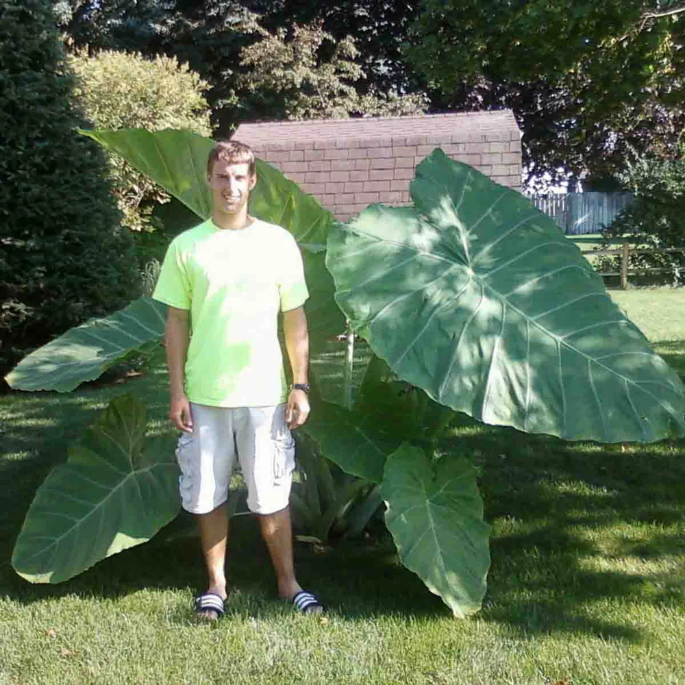 Elephant Ear gigantea Thailand Giant - Image 5