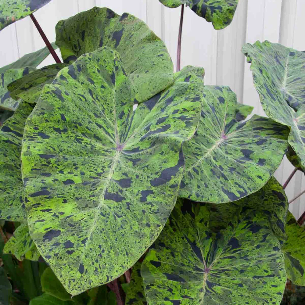 Elephant Ear Mojito - Image 3