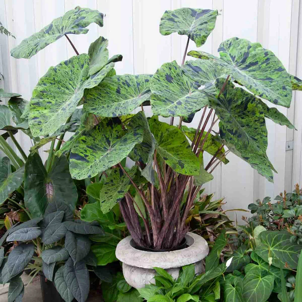 Elephant Ear Mojito - Image 4