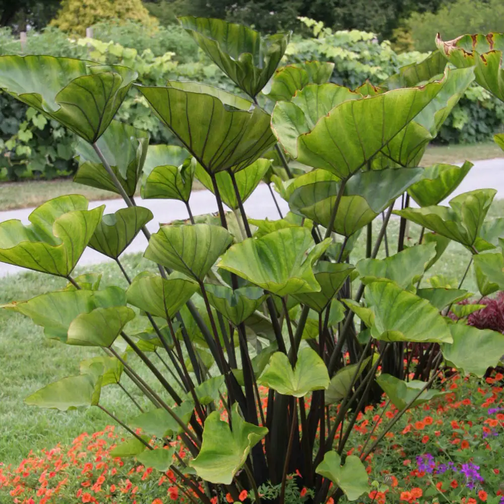 Colocasia Tea Cup - Image 2