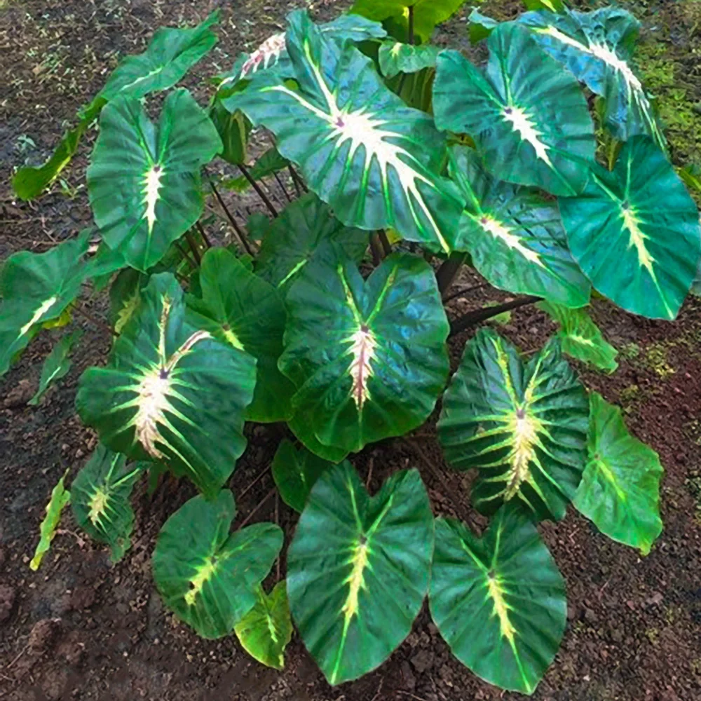 Elephant Ear White Lava - Image 2