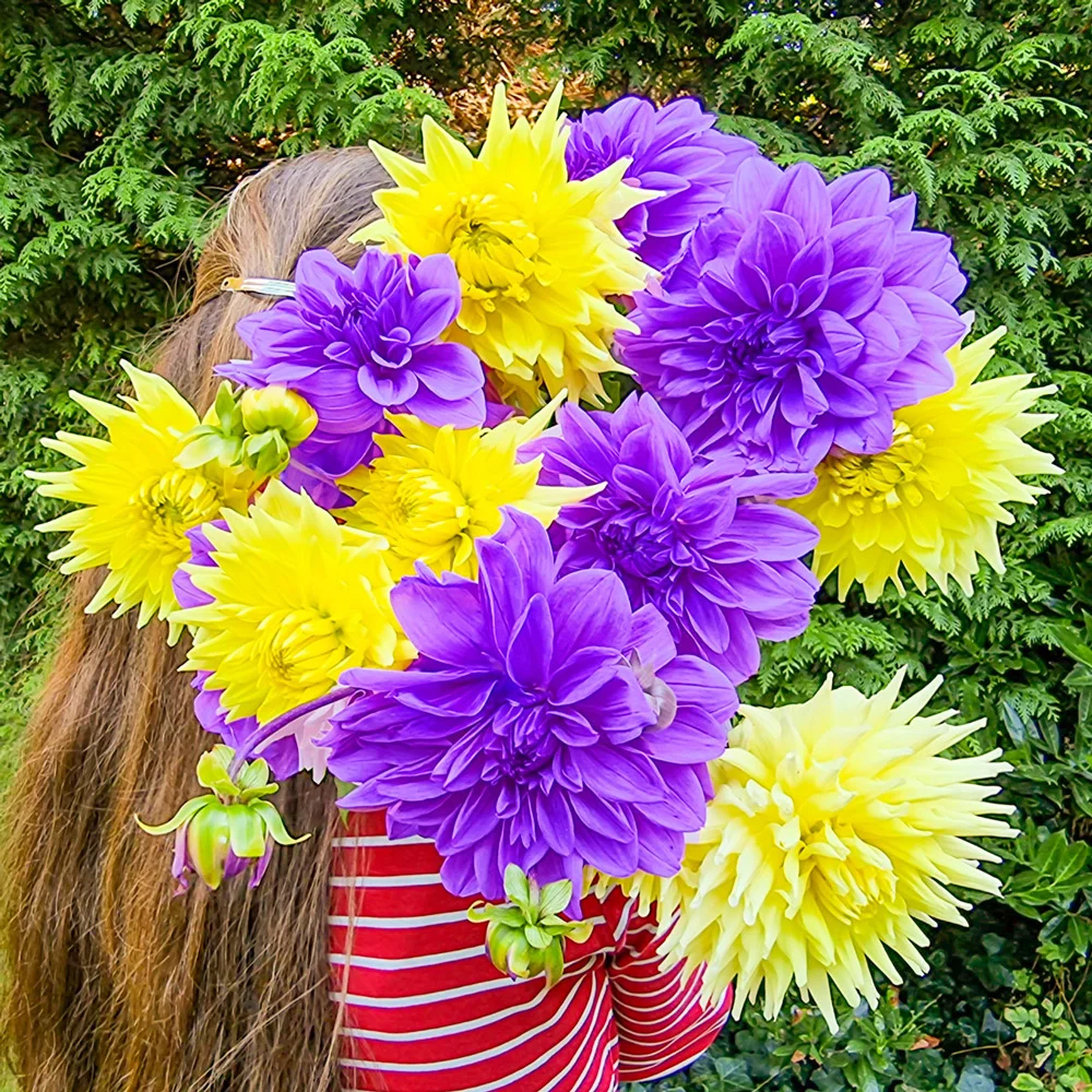 Color Pop Dahlia Duet