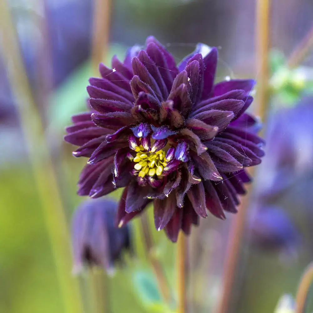 Columbine Black Barlow