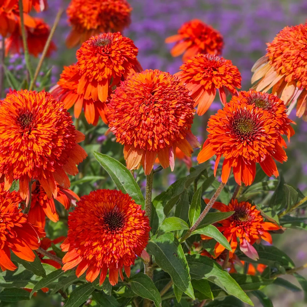 Coneflower Cheerleader Orange - Image 3