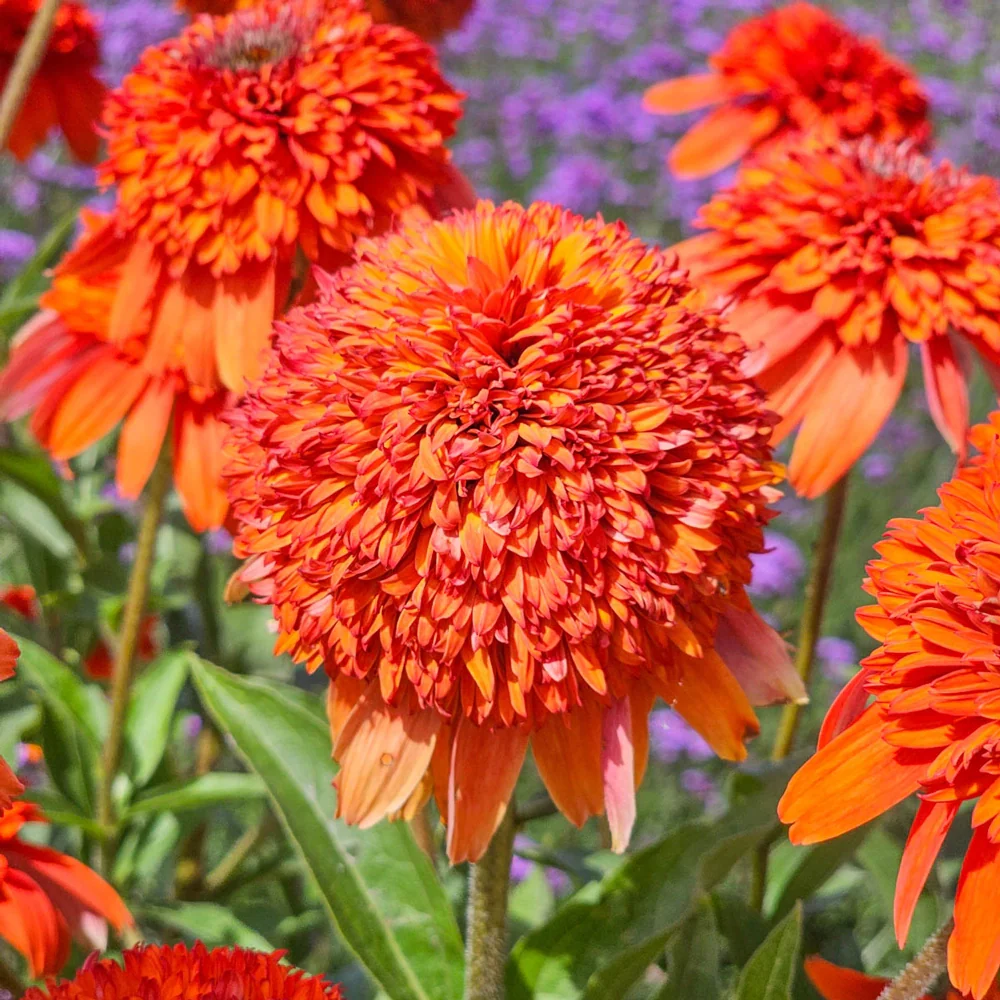 Coneflower Cheerleader Orange - Image 4