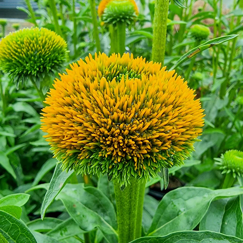 Coneflower Drumstick Yellow - Image 2