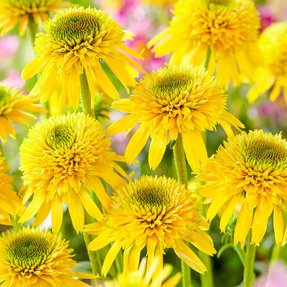 Coneflower Eccentric Yellow