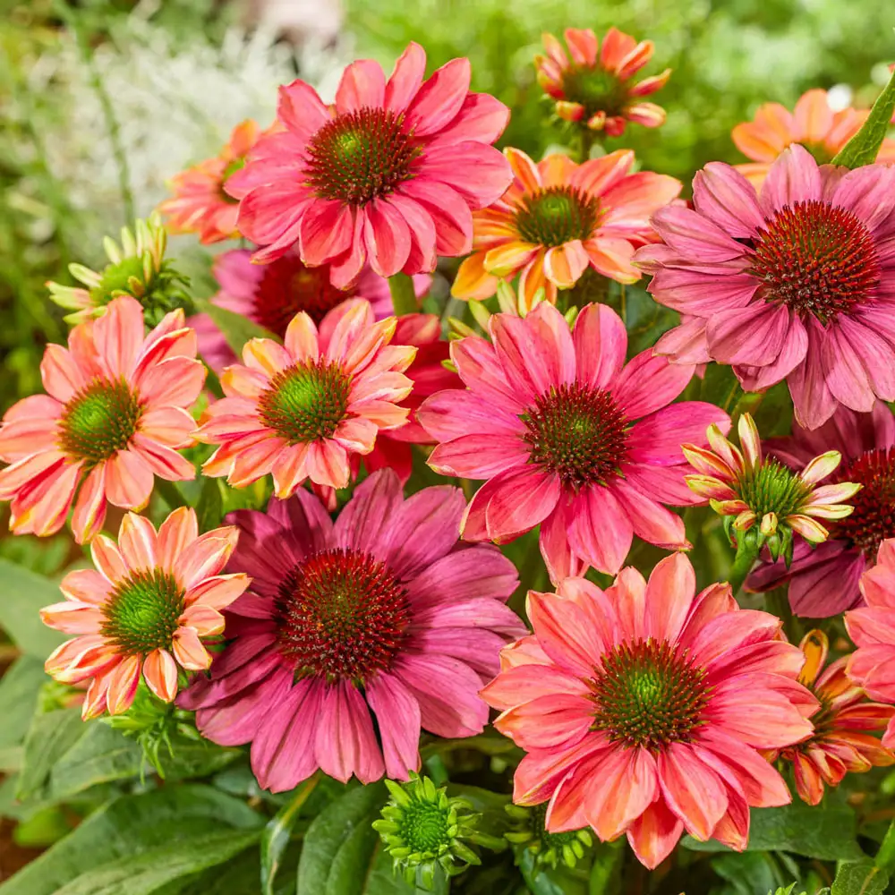 Coneflower Evolution Colorific - Image 2