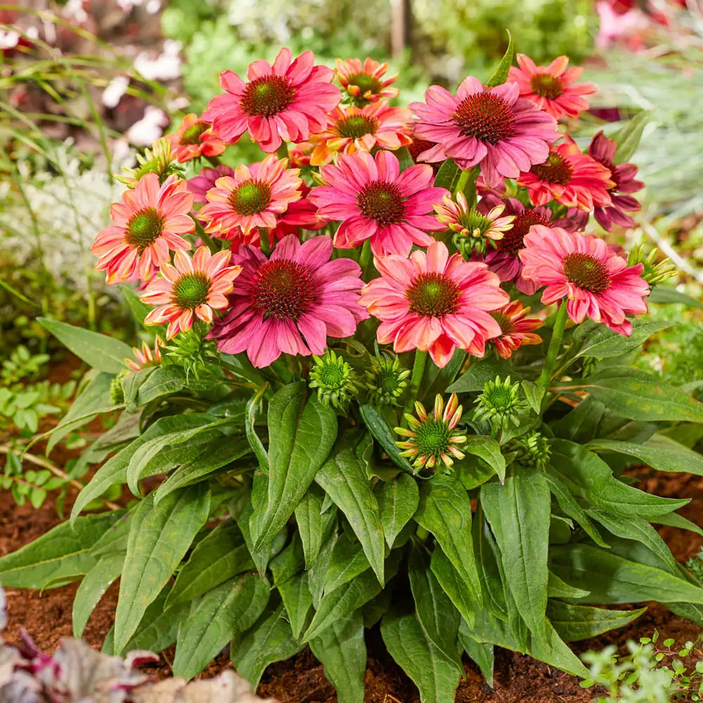 Coneflower Evolution Colorific - Image 3