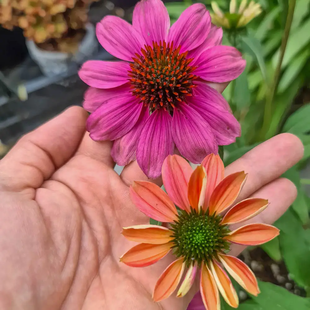 Coneflower Evolution Colorific - Image 8