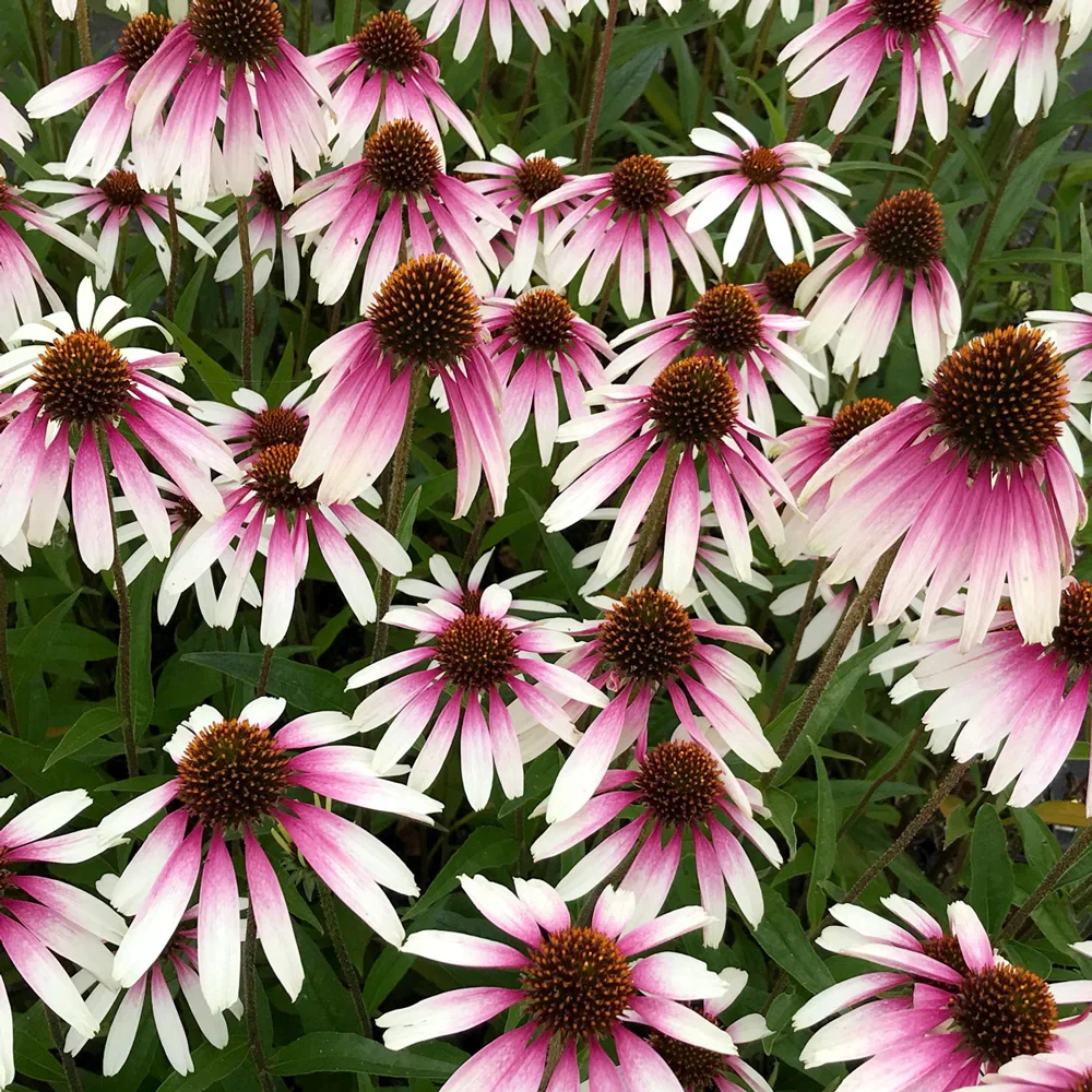 Coneflower Pretty Parasols