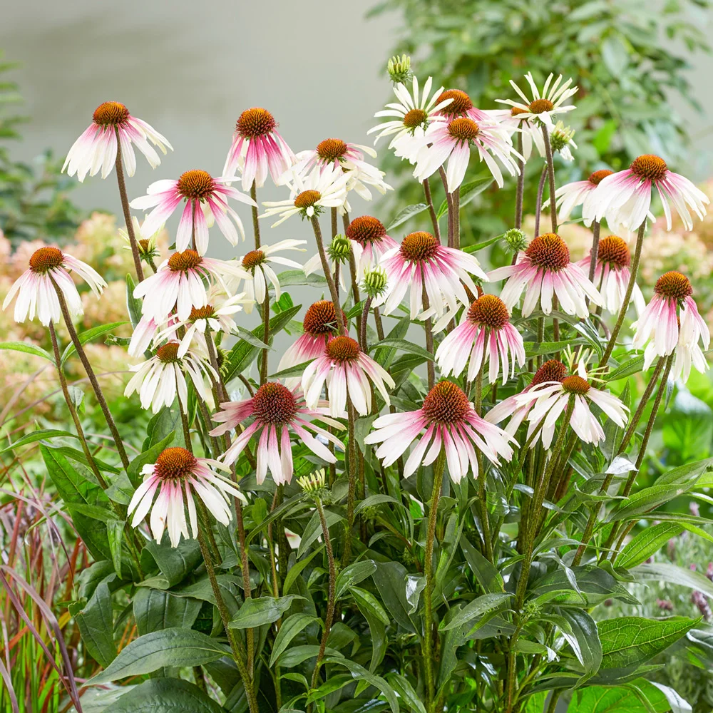 Coneflower Pretty Parasols - Image 2