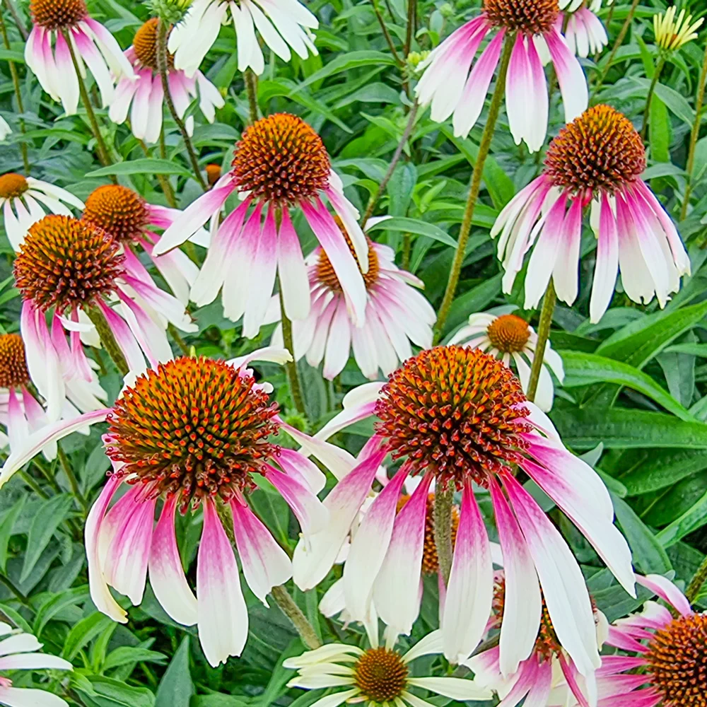 Coneflower Pretty Parasols - Image 5