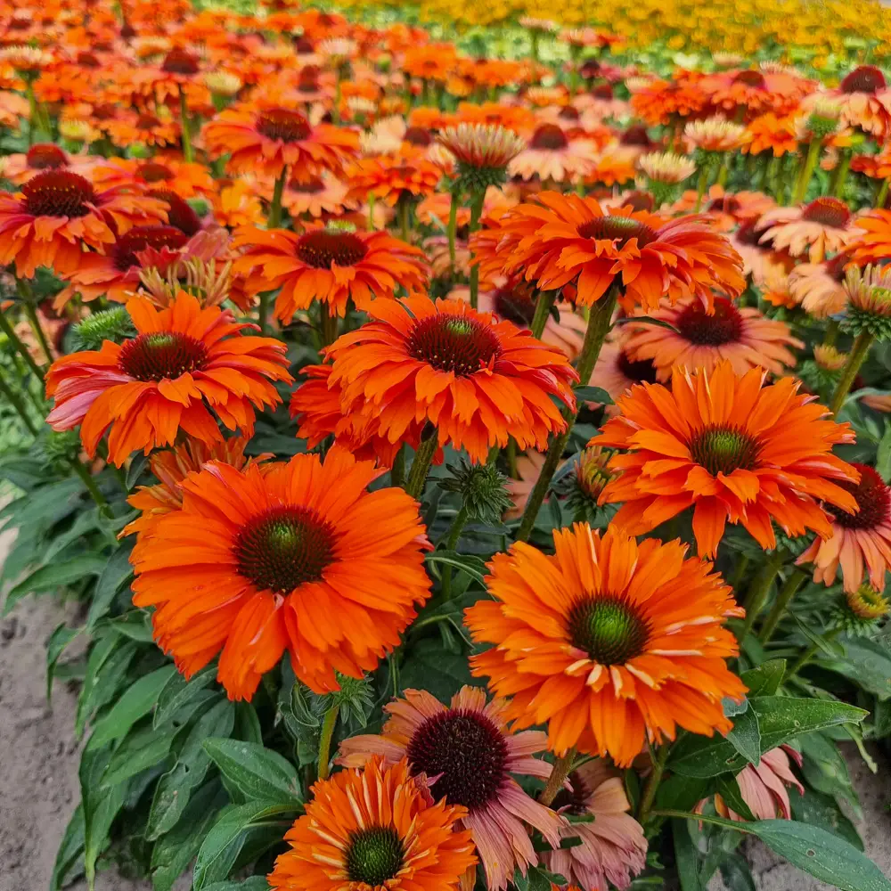 Coneflower Sunseekers Mineola - Image 2