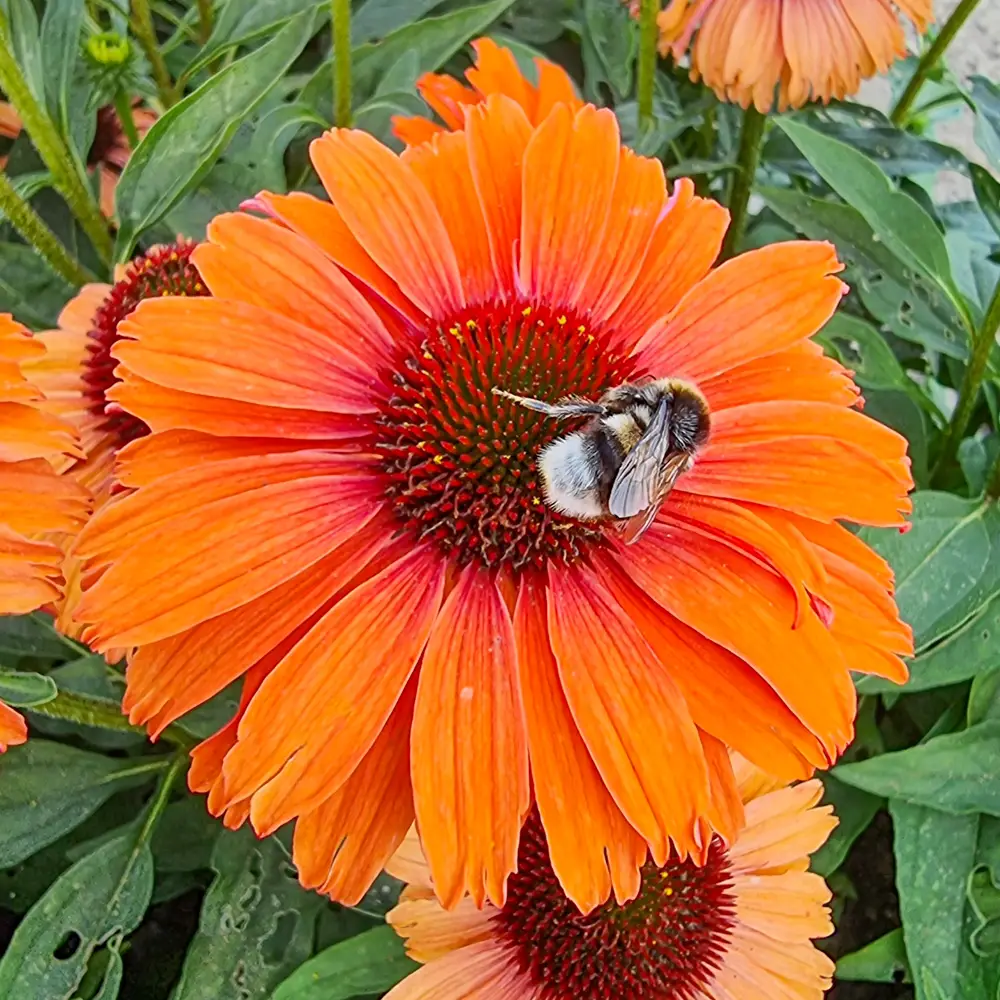 Coneflower Sunseekers Mineola - Image 4
