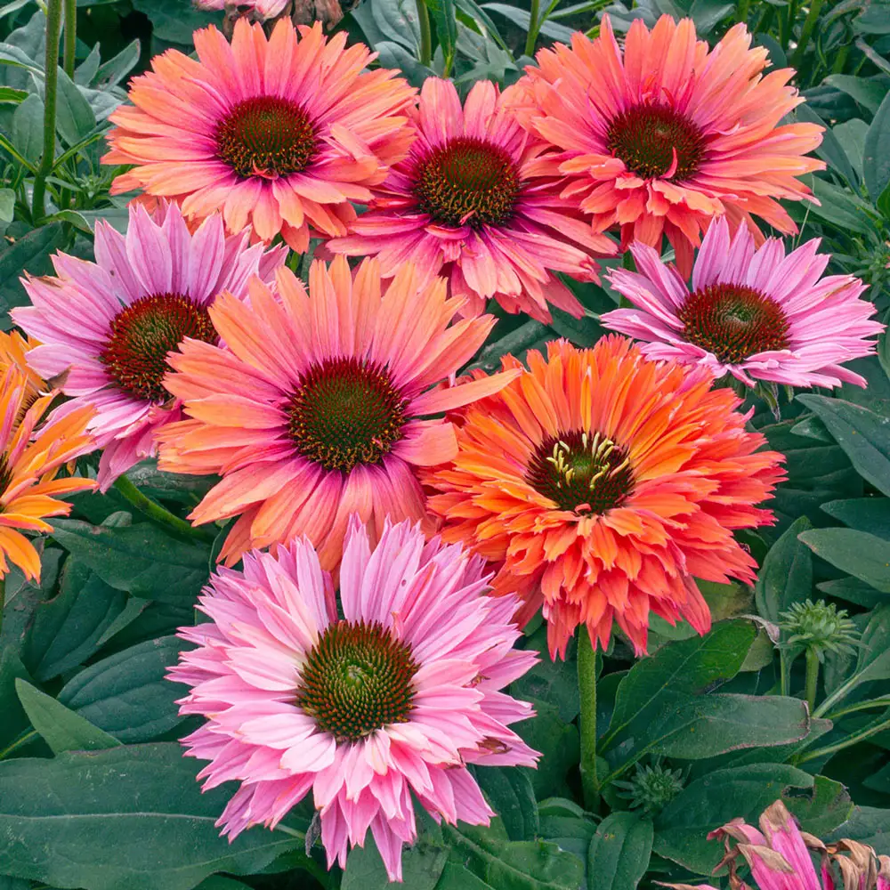 Coneflower SunSeekers Rainbow