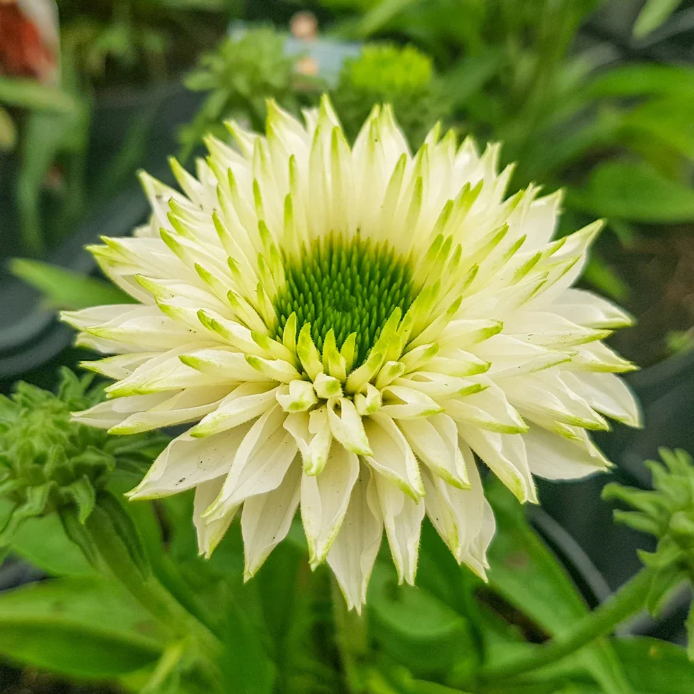 Coneflower SunSeekers White Perfection