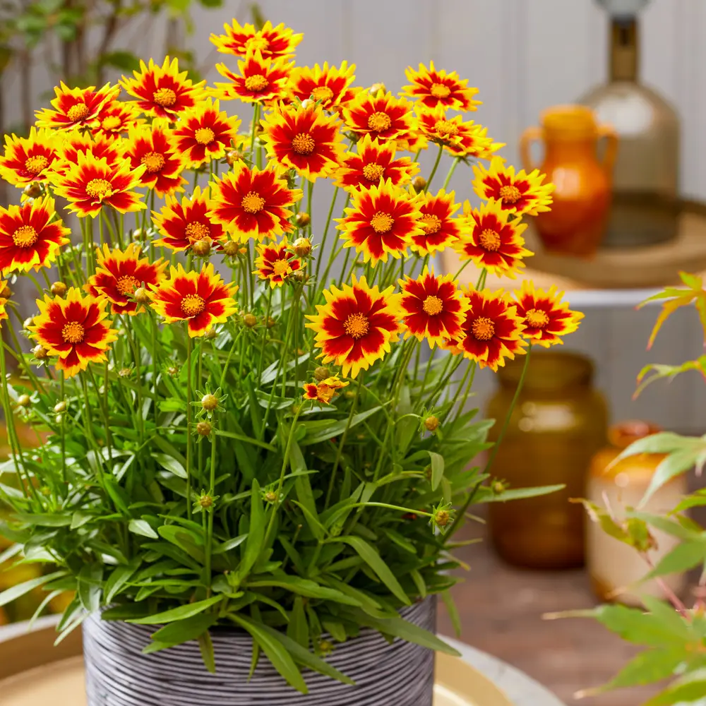Coreopsis Solar Jewel - Image 2
