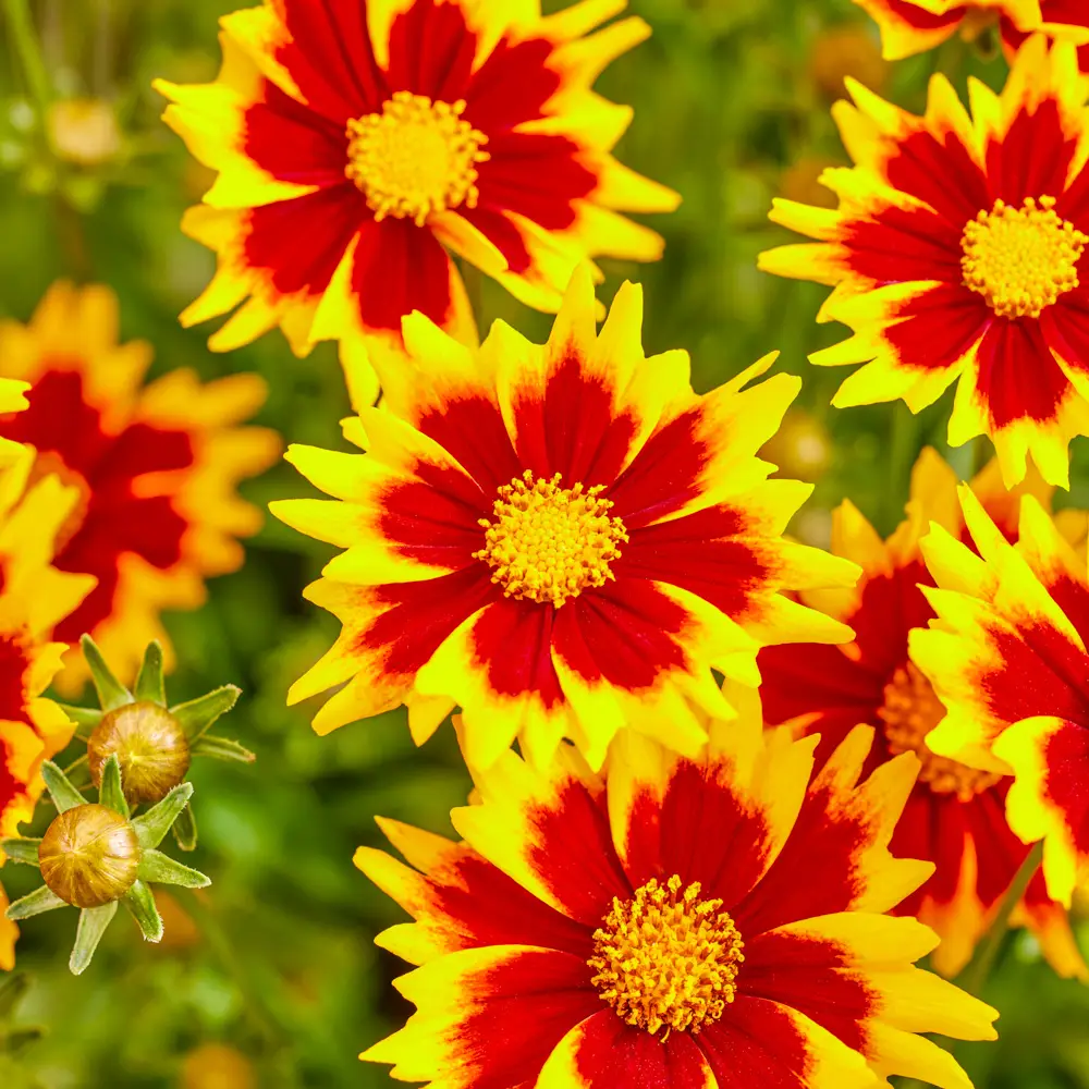 Coreopsis Solar Jewel - Image 4
