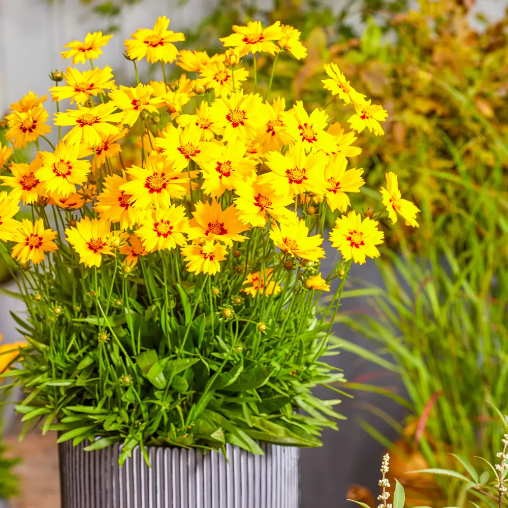 Coreopsis Solar Mellow - Image 2