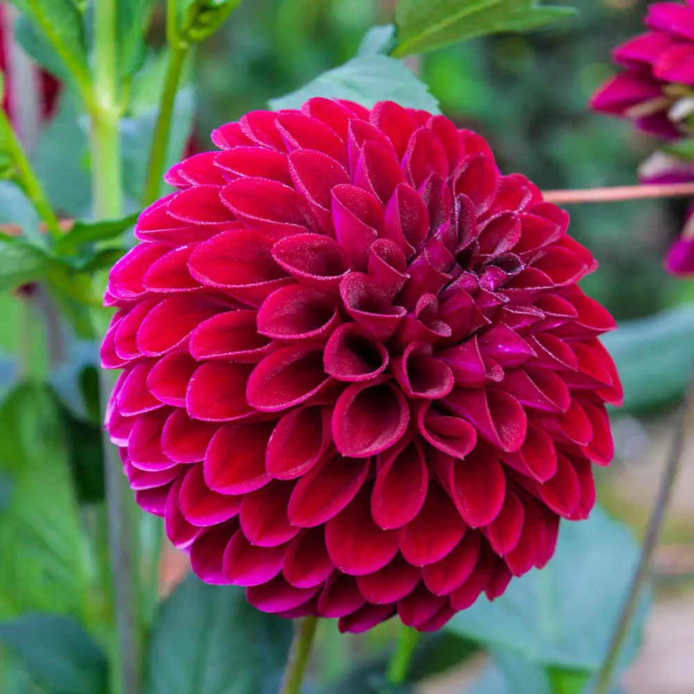 Giant Ball Dahlia Cornell