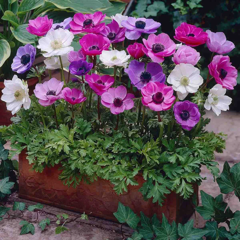 Anemone coronaria De Caen - Image 3